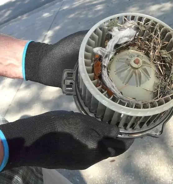 About Air Duct Mice Removal in Lexington, KY